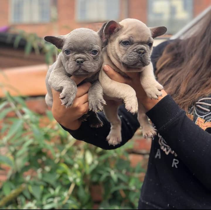 Bulldogs Franceses en adopcion